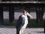 2001-11 Zoo Cornelle 012