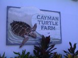 2002-05 Cayman Island 145