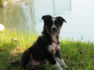 2009-09 Tobia E' arrivato Tobia: un Border Collie (maschio!) di 3 mesi. Siamo tutti molto felici...benvenuto!!