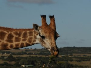 2010-01 Sud Africa Una vacanza davvero bellissima con un pò di tutto: tre giorni a Città del capo, due nei vigneti, tre al mare ed in fine...