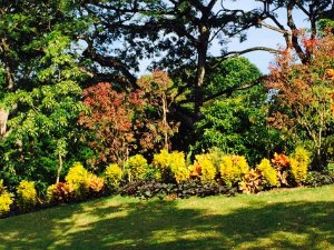 2015-08 Botanic gardens Continuiamo l'esplorazione di Singapore. Questo week end facciamo i botanical Gardens, patrimonio Unesco