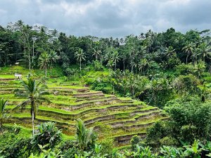 2022-07 Ubud 29 Ogni scusa è ormai buona per giderci le ultime settimane in Asia. Per il nostro anniversario (29) andiamo a Bali, ma...